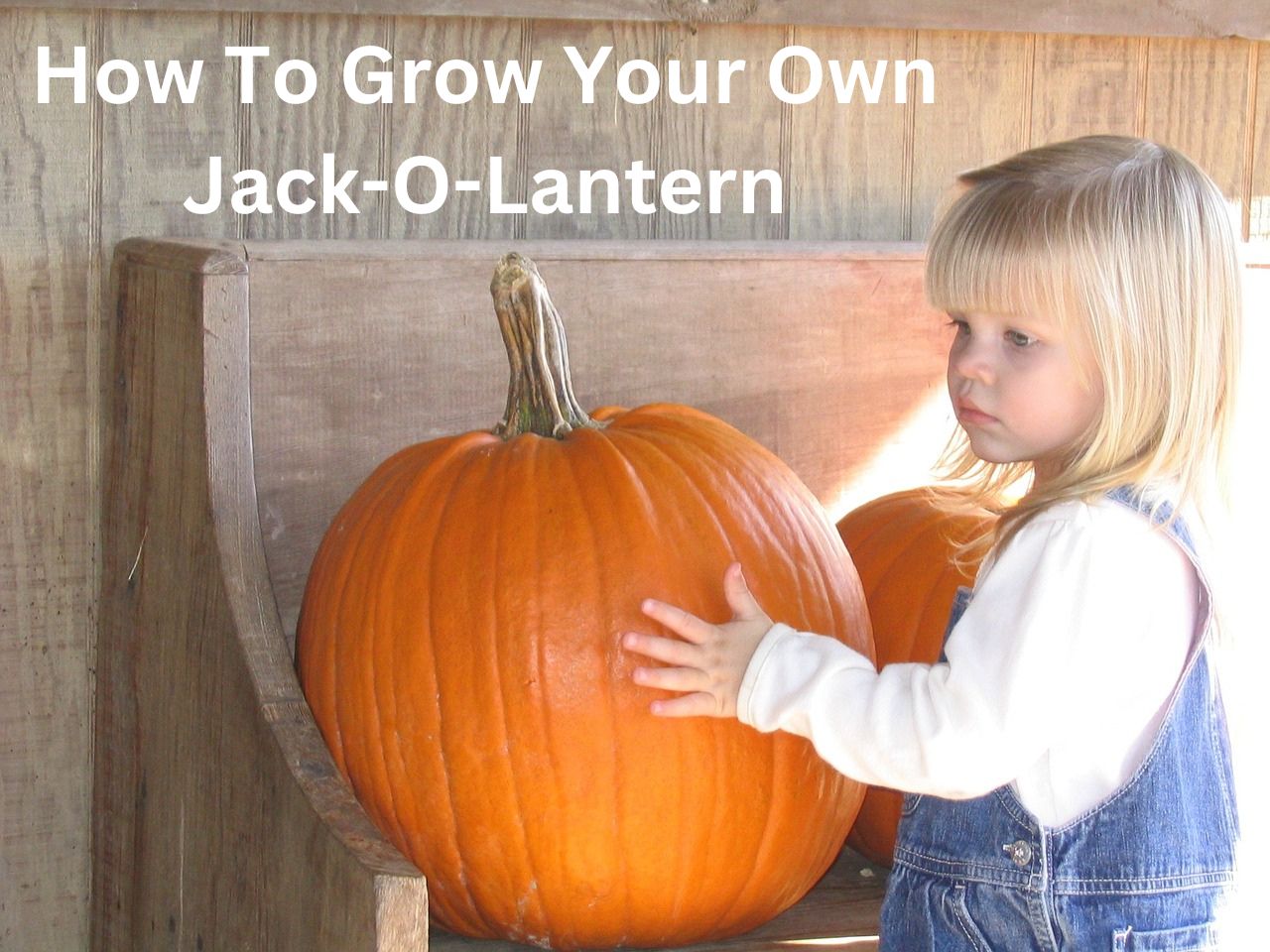 How To Grow Your Own Jack-O-Lantern